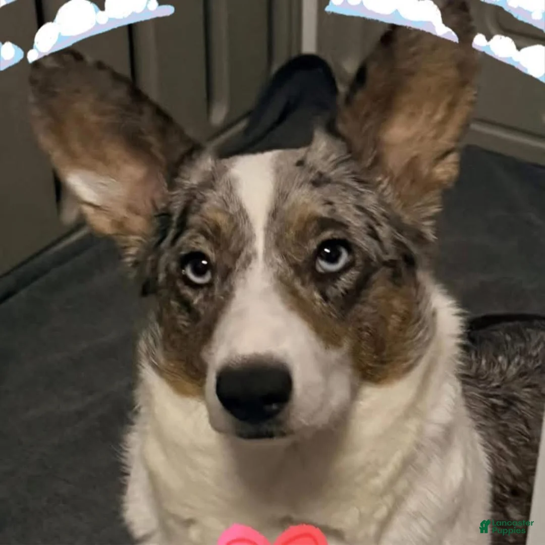 Welsh Corgi Cardigan dogs for sale: Timmy - Ad 5