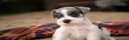 Miniature Schnauzer dogs for sale: Beauregard Miniature Schnauzer - Ad 10