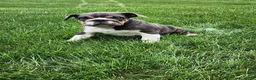 English Bulldog dogs for sale: Ada - Ad 9