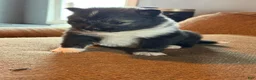 Mixed Breed dogs for sale: Mixed Breed Puppy 1 - Ad 3