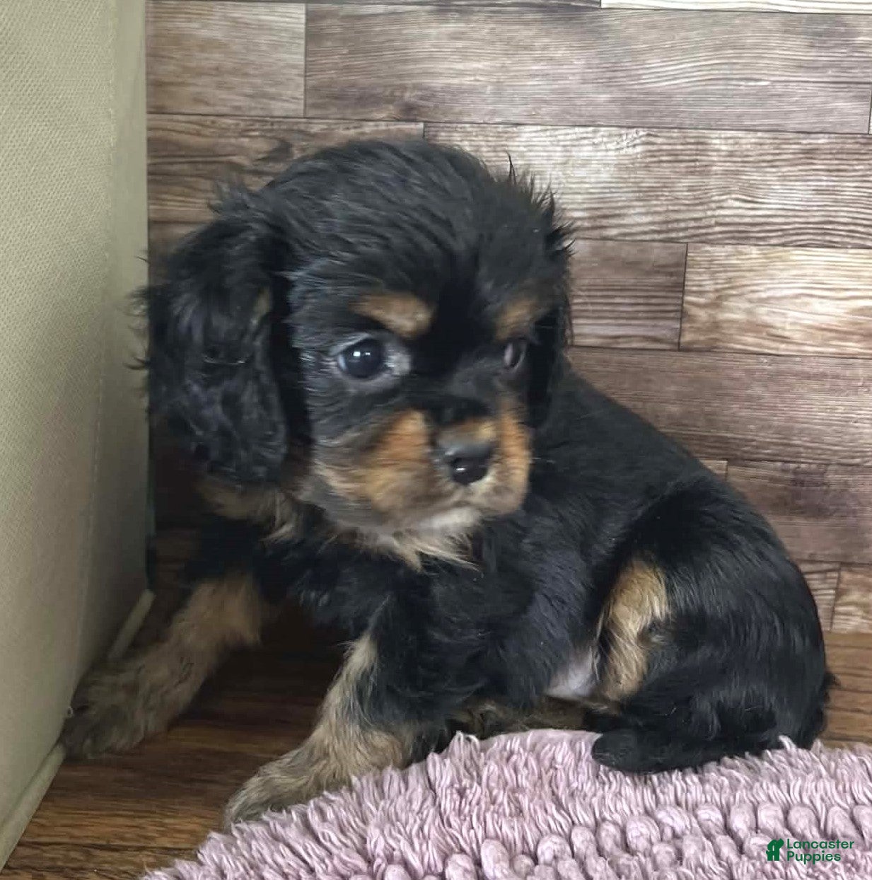 Cavalier King Charles Spaniel dogs Percy #2 Female - Ad 6