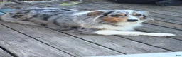 Australian Shepherd dogs for sale: Australian Shepherd 2 - Ad 2
