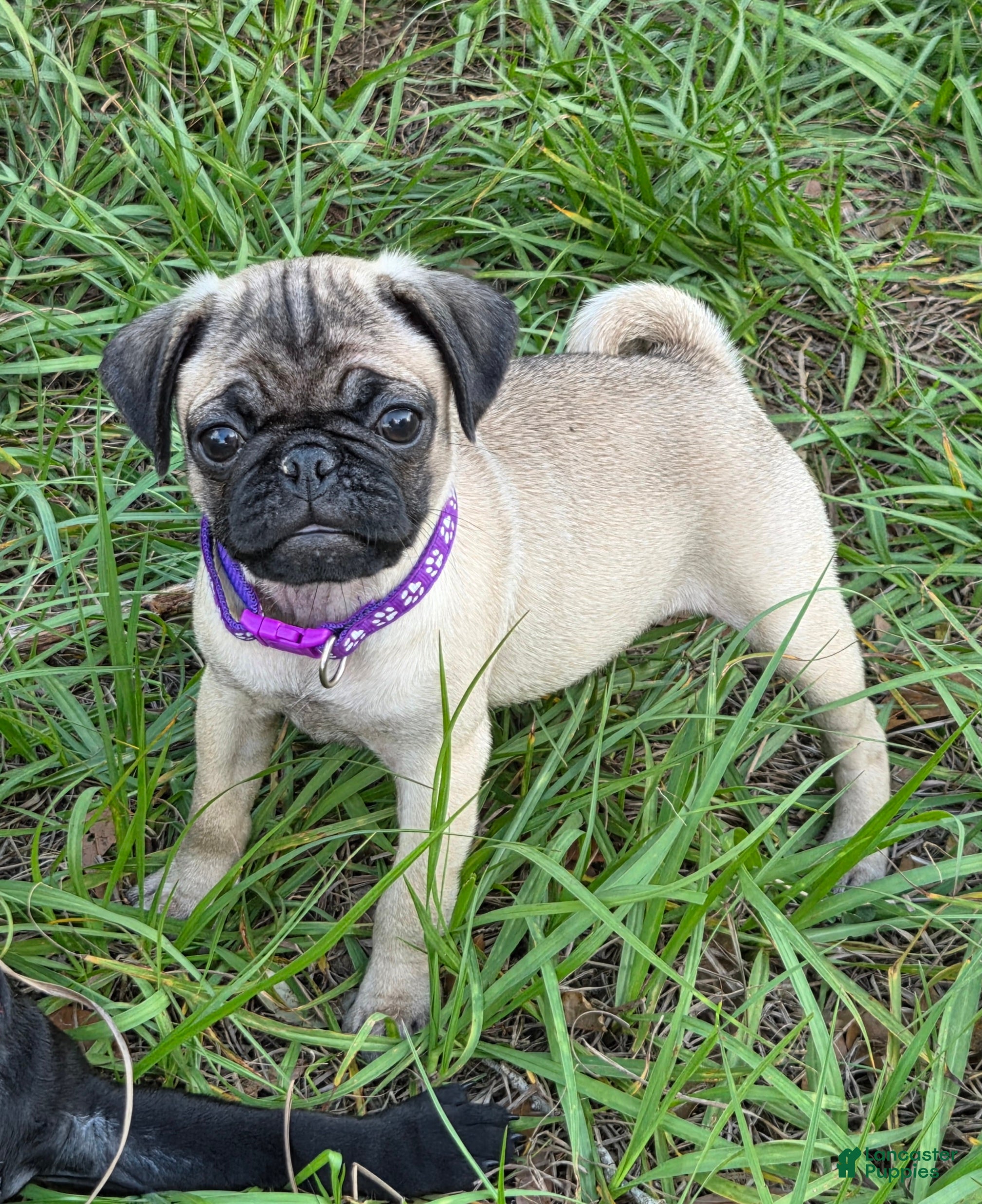 Pug dogs Violet  - Ad 1