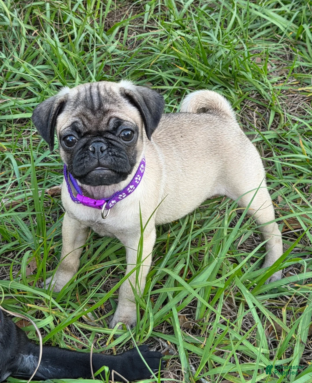 Pug dogs for sale: Violet  - Ad 1