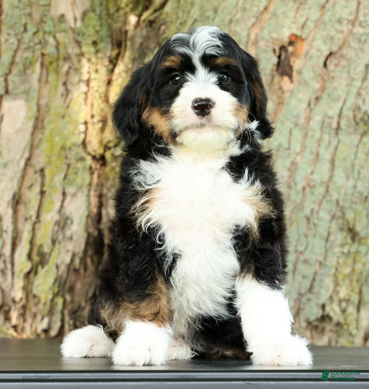 Mini Bernedoodle dogs Watson - Ad 1