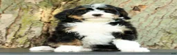 Mini Bernedoodle dogs for sale: Watson - Ad 1