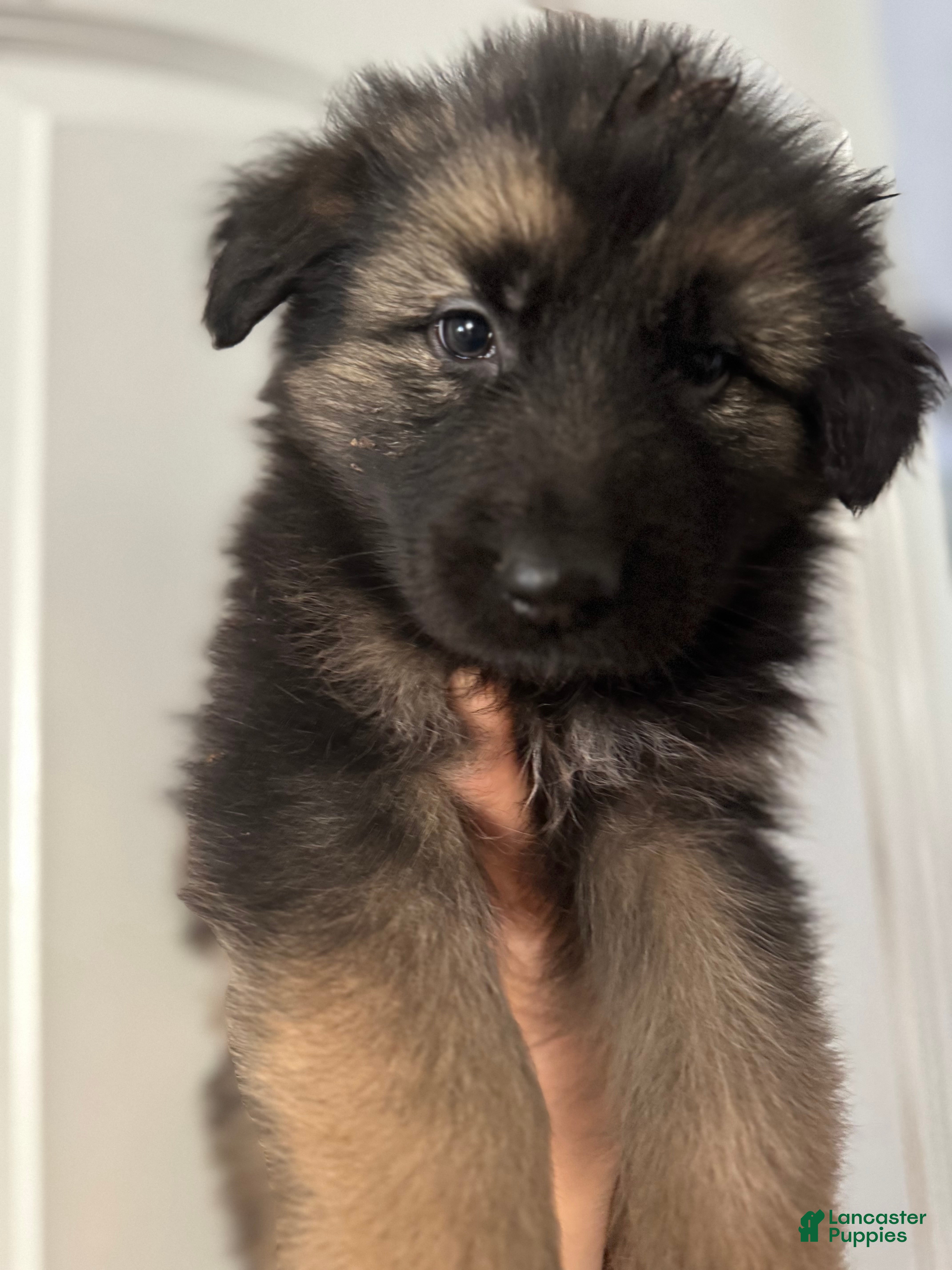 German Shepherd dogs Zara - Ad 1