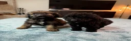 Bordoodle dogs for sale: Purple Girl - Ad 4