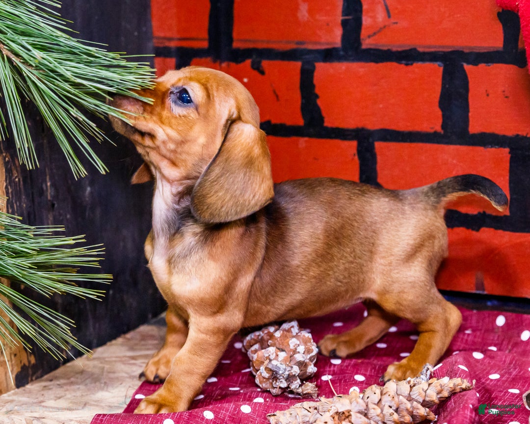Miniature Dachshund dogs for sale: Willow - Ad 4