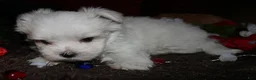 Maltese dogs for sale: Conrad - Ad 7