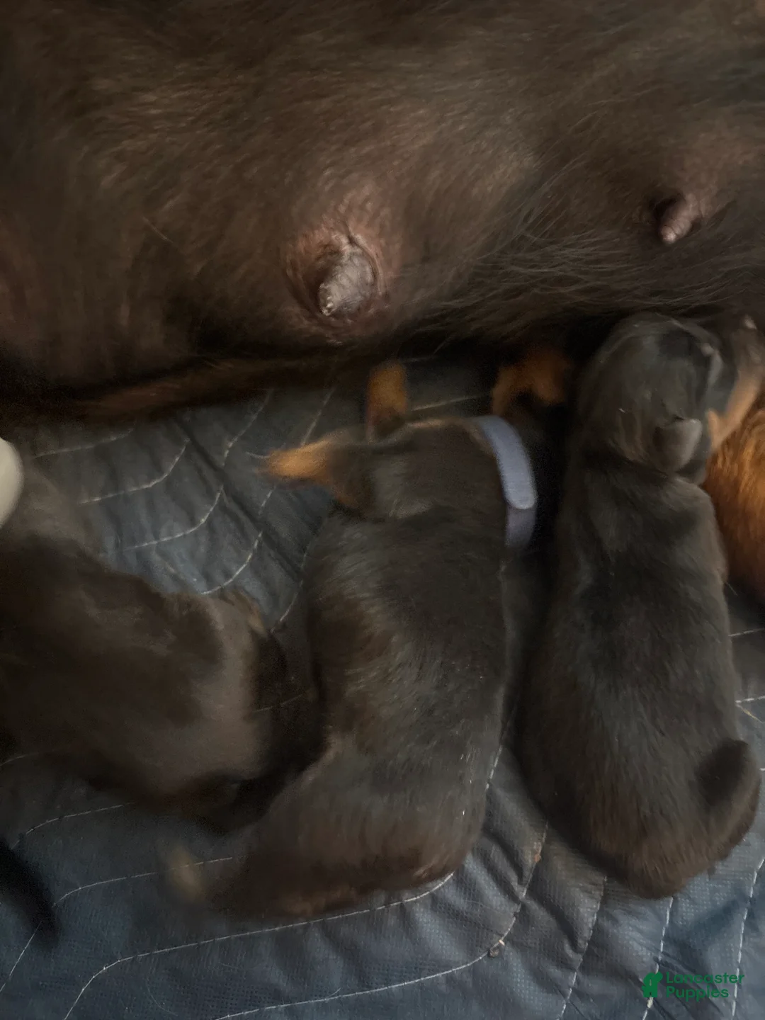 Rottweiler dogs for sale: Rottweiler Puppy 1 - Ad 1