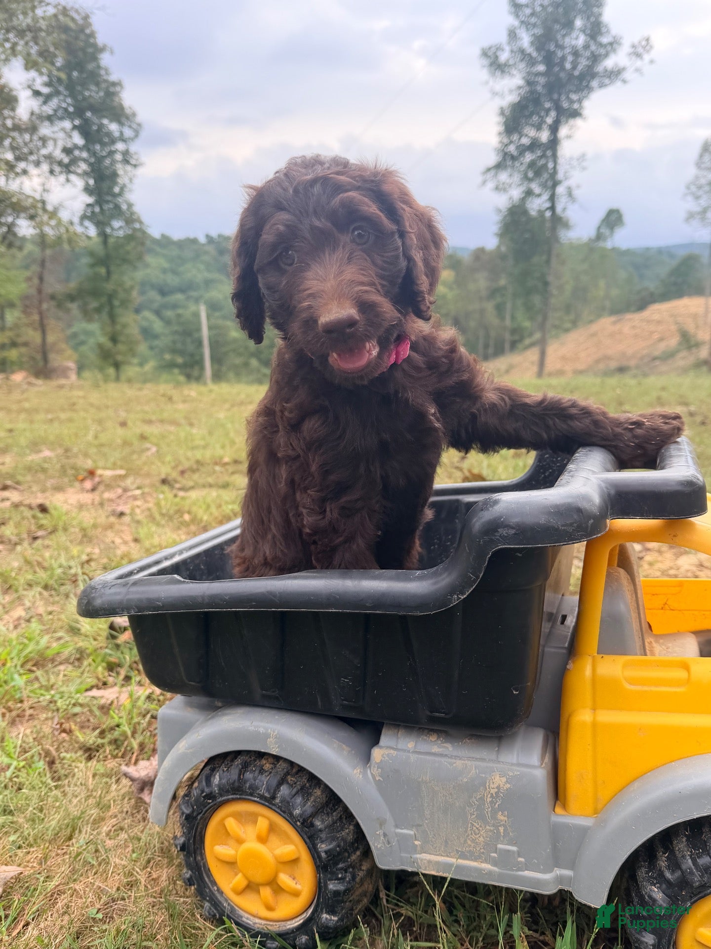 Goldendoodle dogs for sale: Cinnamon  - Ad 2