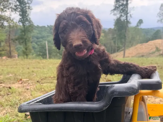 Goldendoodle dogs for sale: Cinnamon - Ad 2