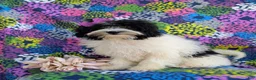 Havapoo dogs for sale: Shalene Hypoallergenic - Ad 3