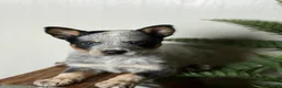Australian Cattle Dog dogs for sale: Australian Cattle Dog Puppy 2 - Ad 5