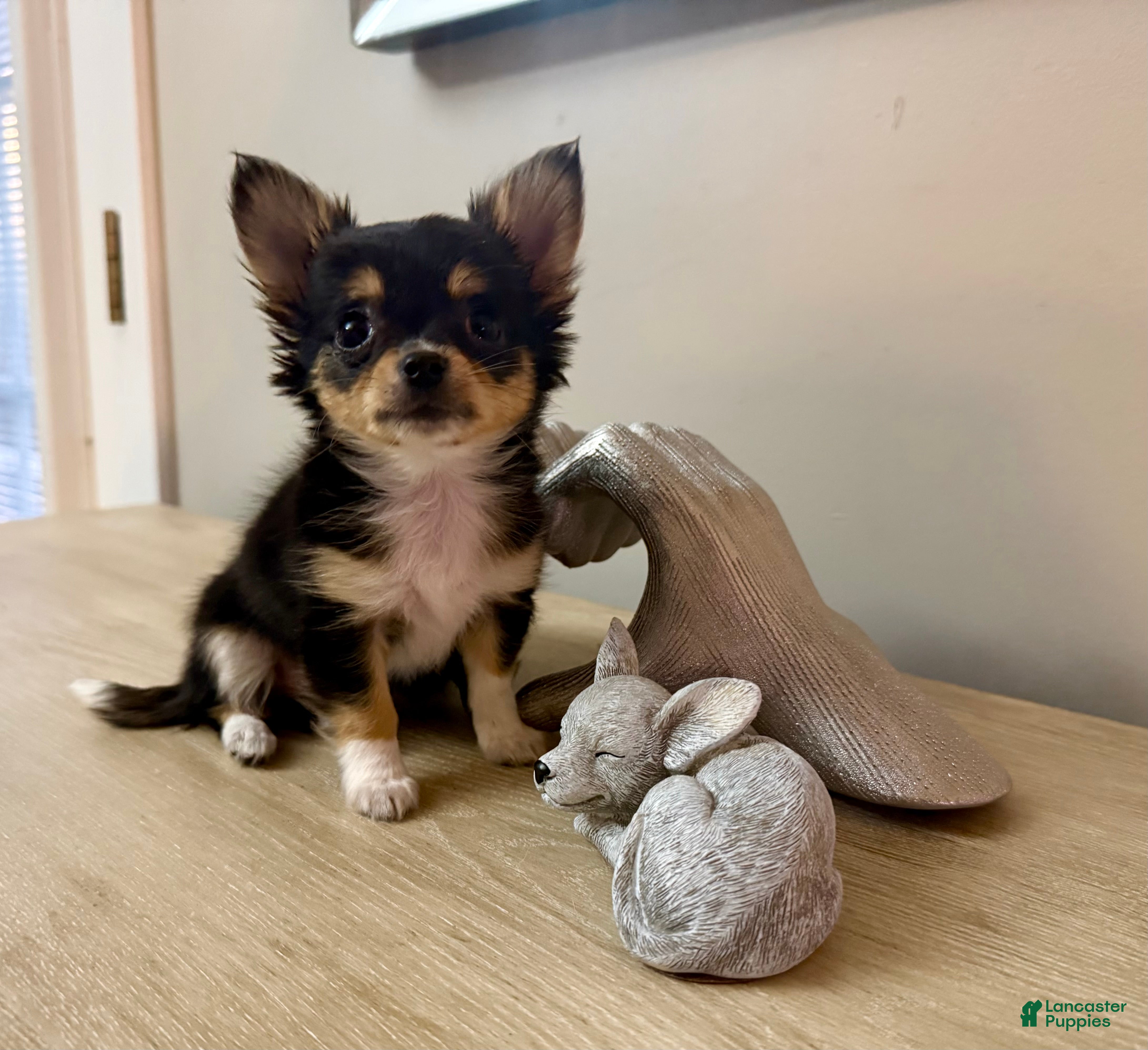 Chihuahua dogs for sale: AKC Luna - Ad 1
