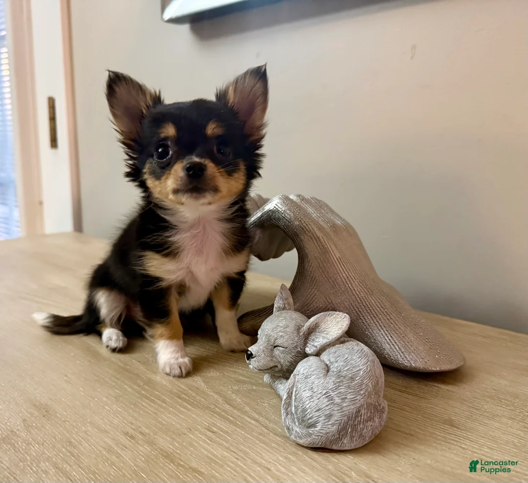 Chihuahua dogs for sale: AKC Luna - Ad 1