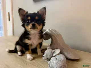 Chihuahua dogs for sale: AKC Luna - Ad 1