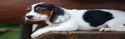 Beagle dogs for sale: Dolly💗 - Ad 15