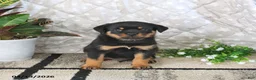 Rottweiler dogs for sale: Axel - Ad 3