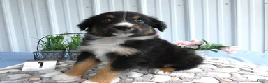 Miniature Australian Shepherd 1 Spark