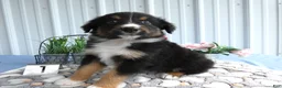 Miniature Australian Shepherd dogs for sale: Miniature Australian Shepherd 1 Spark - Ad 1