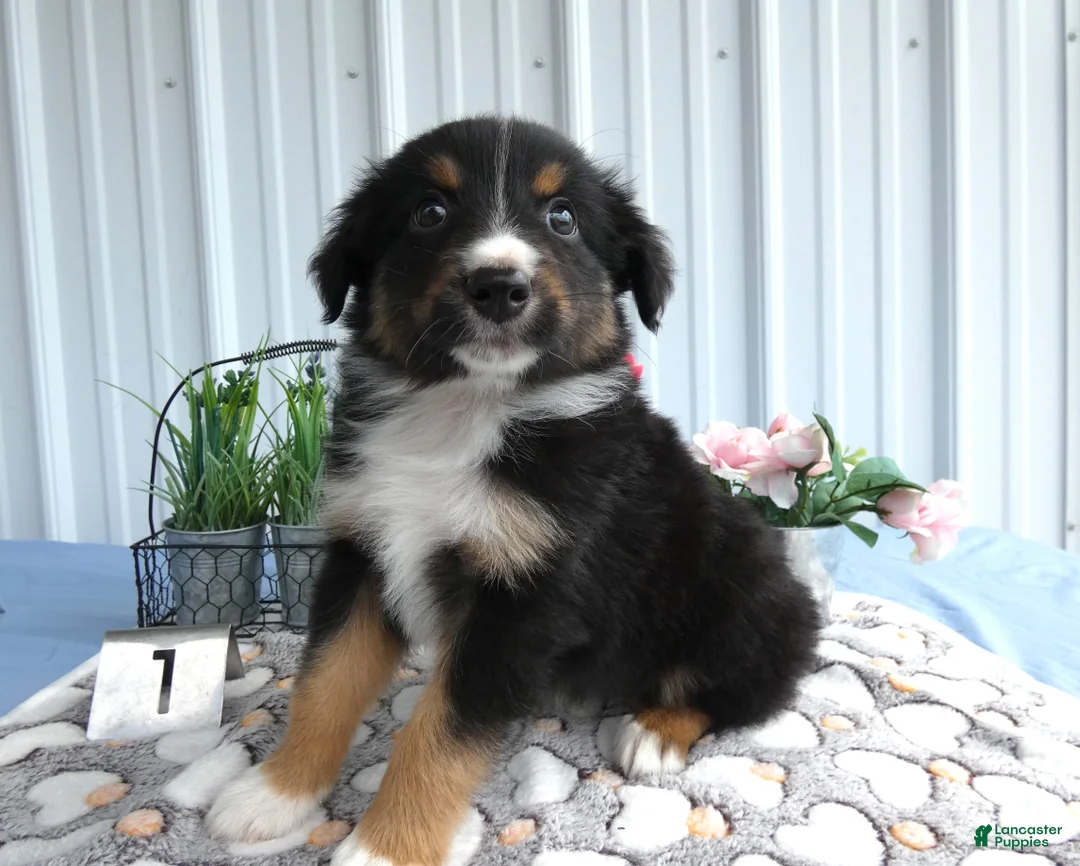 Miniature Australian Shepherd dogs for sale: Miniature Australian Shepherd 1 Spark - Ad 1