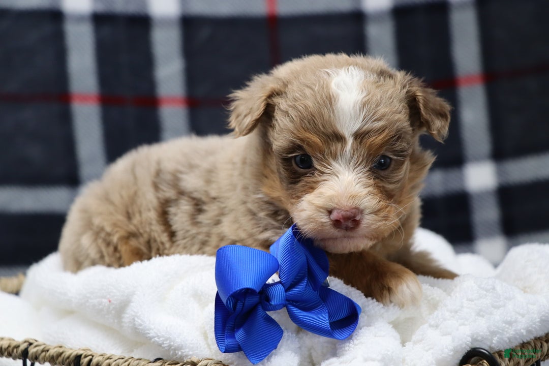 Mixed Breed dogs for sale:  chase - Ad 6