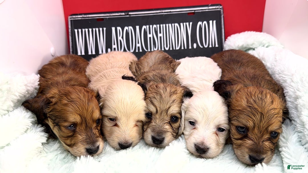 Miniature Dachshund dogs for sale: Cream/red  - Ad 9