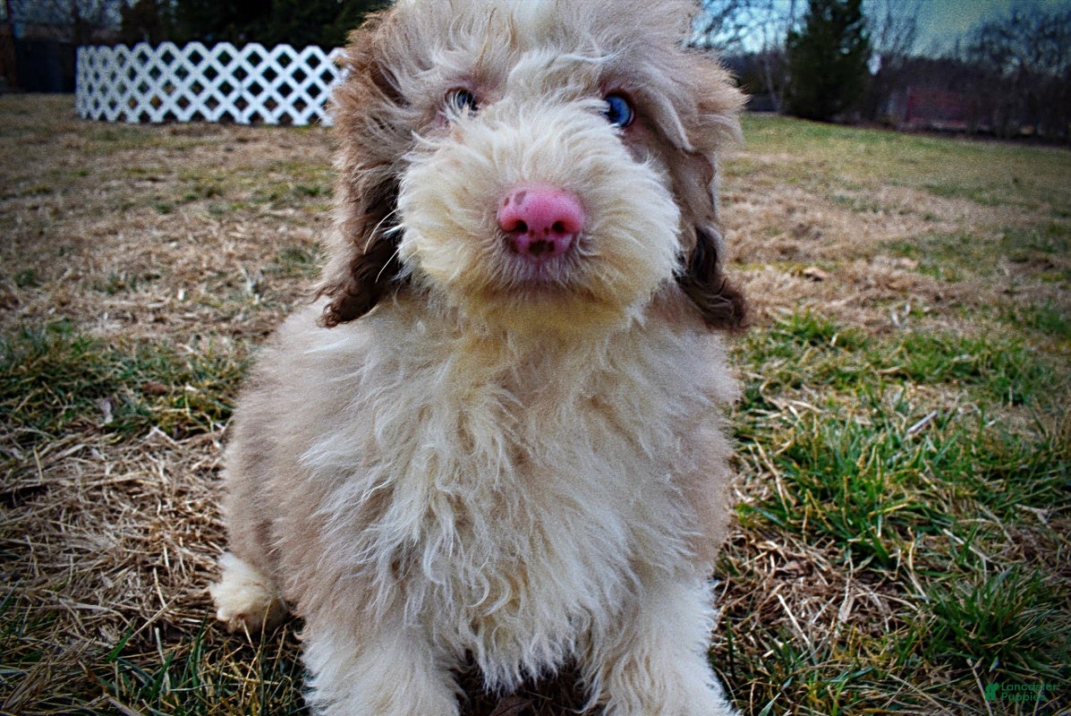 Havapoo dogs Webster - Ad 30