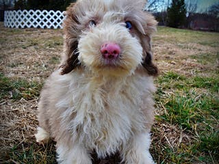 Havapoo dogs Webster - Ad 28