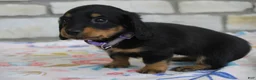 Miniature Dachshund dogs for sale: Abby - Ad 3