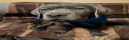 Cane Corso dogs for sale: Blue - Ad 5
