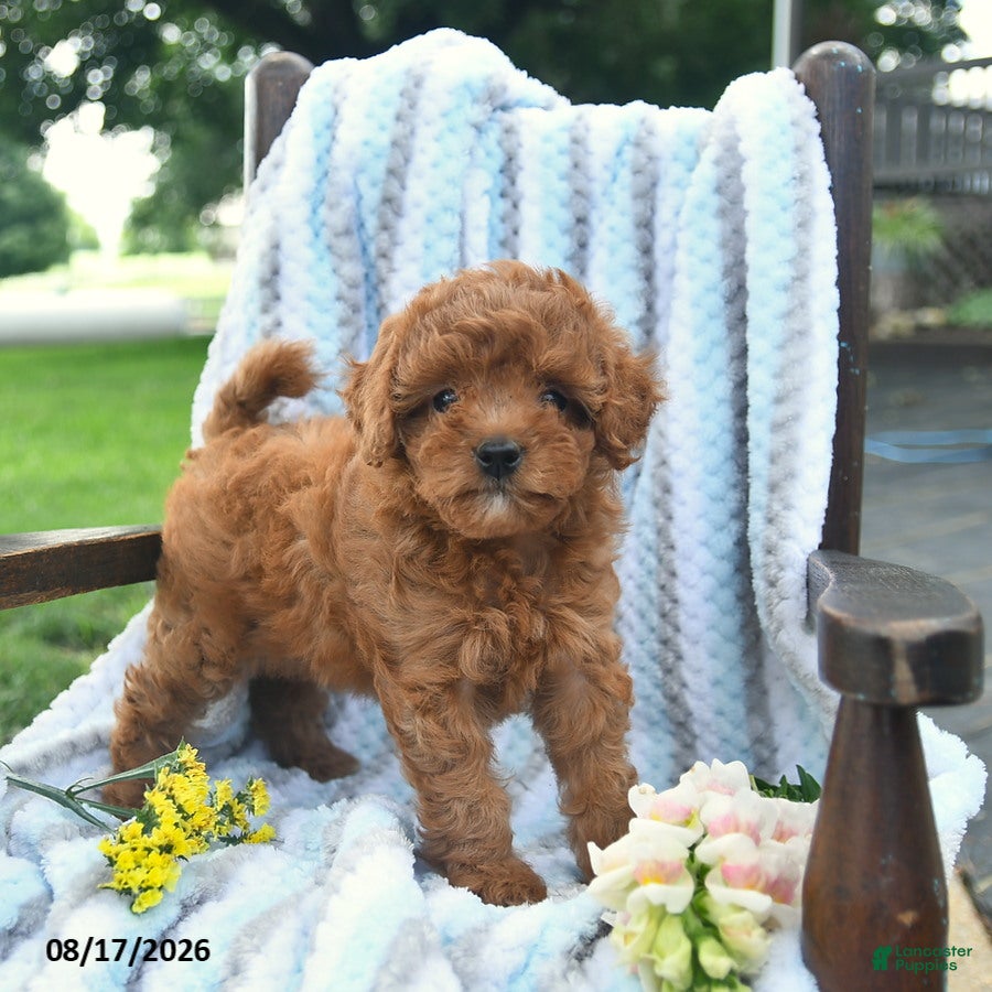 Cavapoo dogs Jewel  - Ad 1