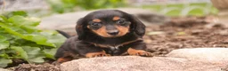 Miniature Dachshund dogs for sale: Bucky - Ad 6