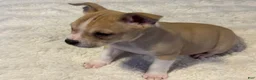 Mixed Breed dogs for sale: Latte - Ad 9