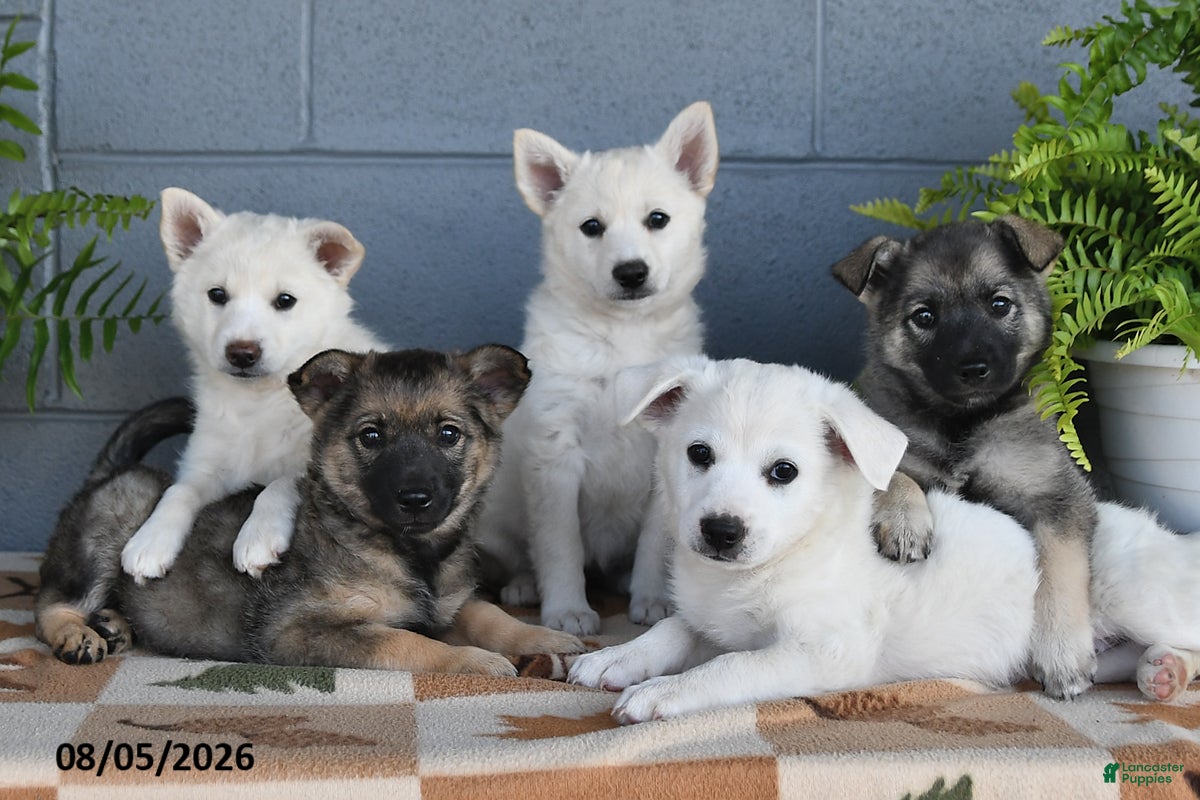 Mixed Breed dogs Pearl - Ad 2