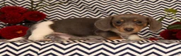 Miniature Dachshund dogs for sale: Andy - Ad 9