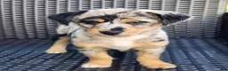 Mixed Breed dogs for sale: Girl - Ad 7