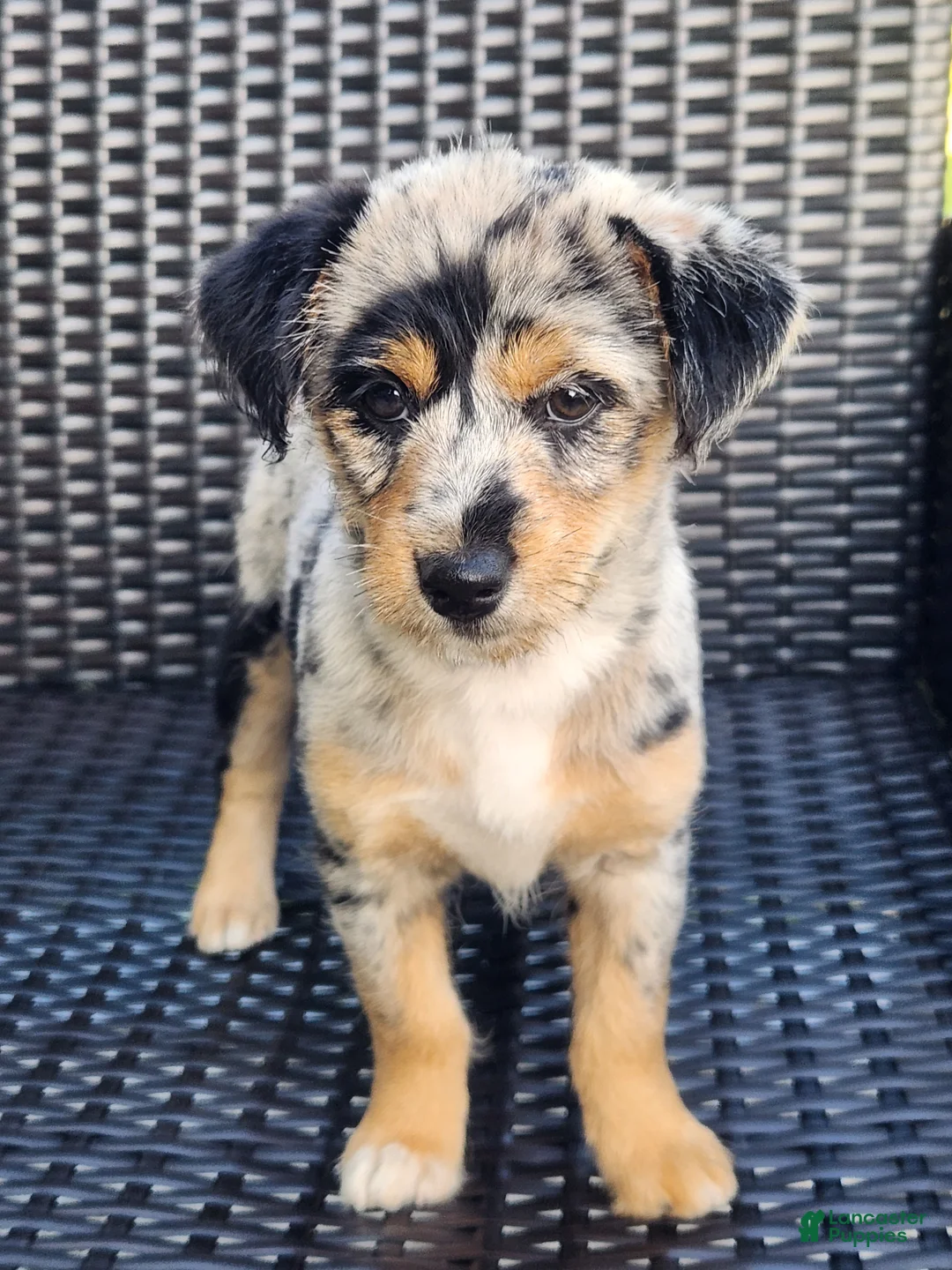 Mixed Breed dogs for sale: Girl - Ad 7