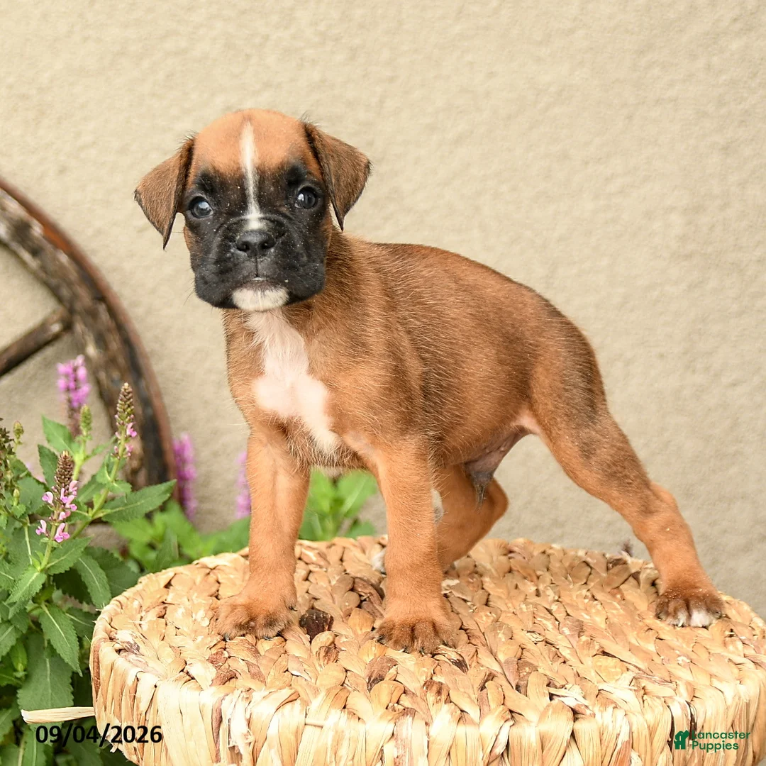 Boxer dogs for sale: Briar - Ad 1