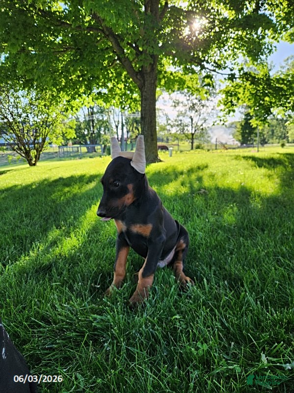 Doberman Pinscher dogs for sale: Ranger - Ad 8