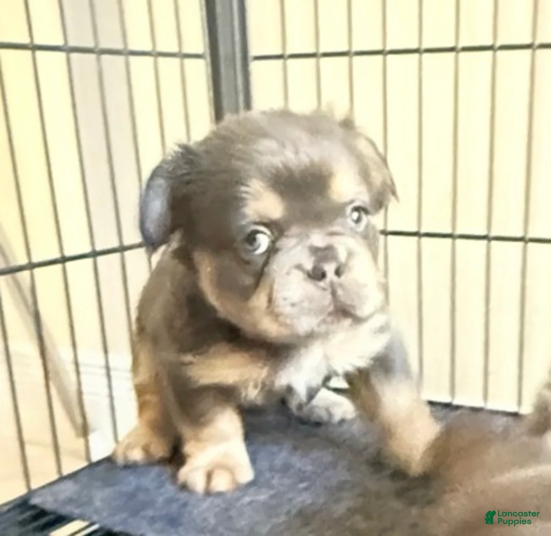 French Bulldog dogs for sale: Wardorf - Ad 2