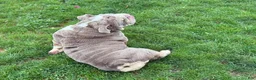 English Bulldog dogs for sale: Raven - Ad 10