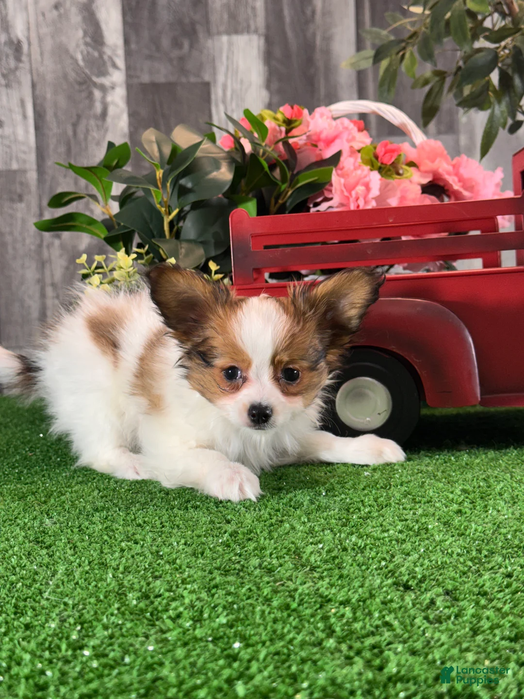 Papillon dogs for sale: Raina - Ad 2