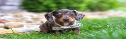 Miniature Dachshund dogs for sale: Alice - Ad 4