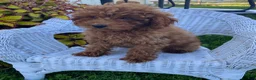 Miniature Poodle dogs for sale: Milly - Ad 1