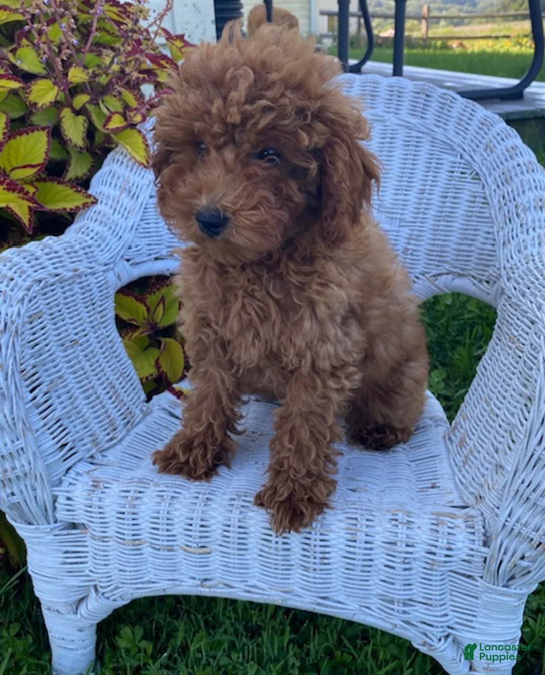 Miniature Poodle dogs for sale: Milly - Ad 1
