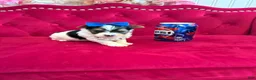 Yorkshire Terrier dogs for sale: Banana  - Ad 4