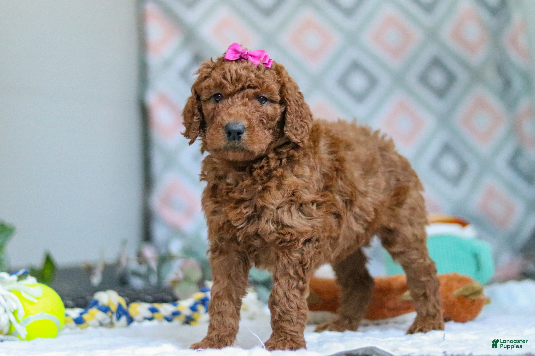Goldendoodle dogs Willow - Ad 2